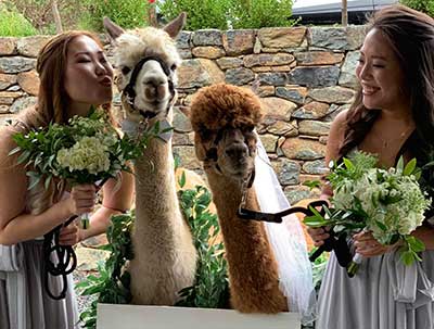 women with alpacas